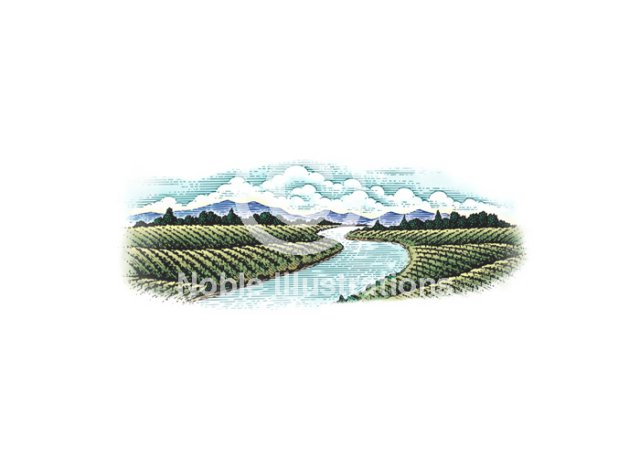 vineyard landscape scene